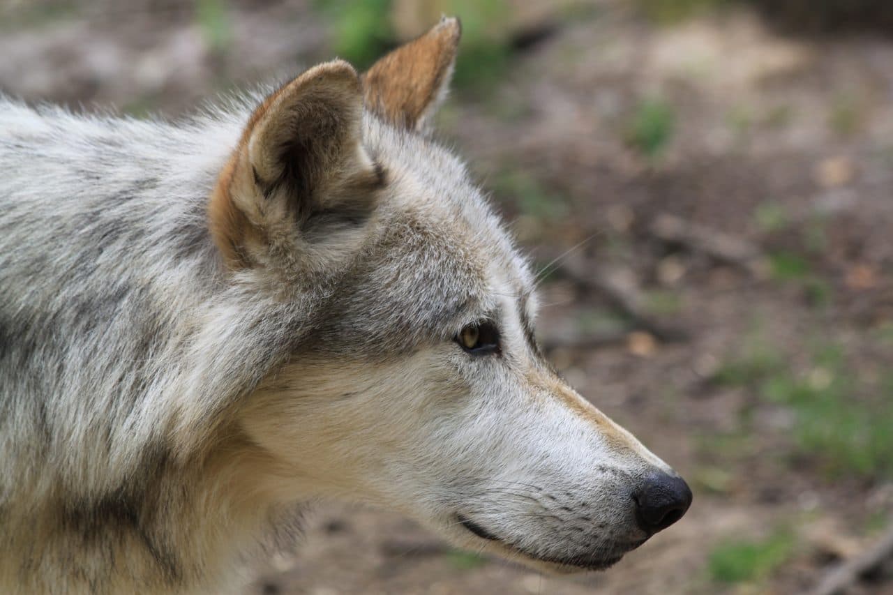 Γκρίζος λύκος (Canis lupus) — φωτογραφία αρχείου · Mariofan13 / CC BY-SA 3.0, μέσω Wikimedia Commons