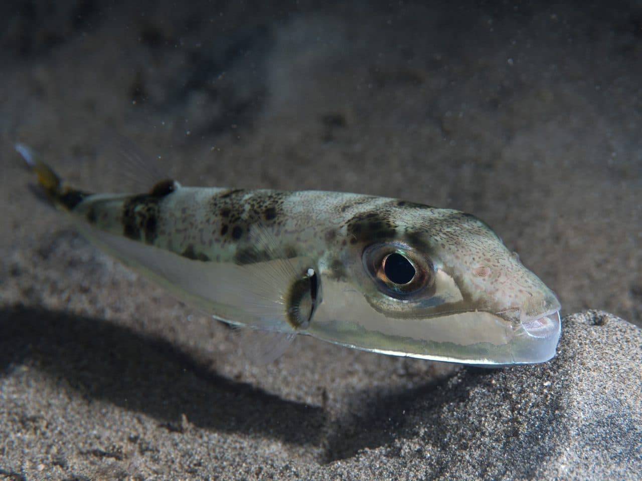 Λαγοκέφαλος (Lagocephalus sceleratus) — χωροκατακτητικό είδος που εξαπλώνεται στη Μεσόγειο · — φωτογραφία αρχείου · Rickard Zerpe / CC BY 2.0, μέσω Wikimedia Commons